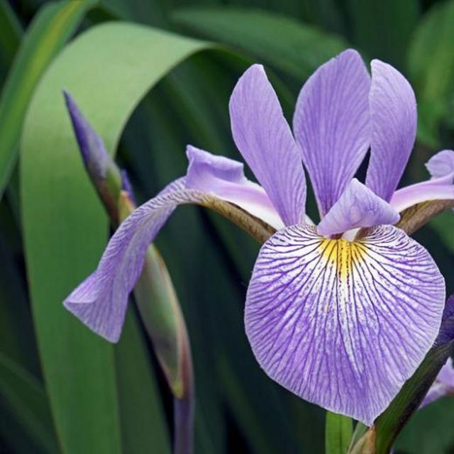 Support Local! White River Nursery Southern Blue Flag Iris Bulbs