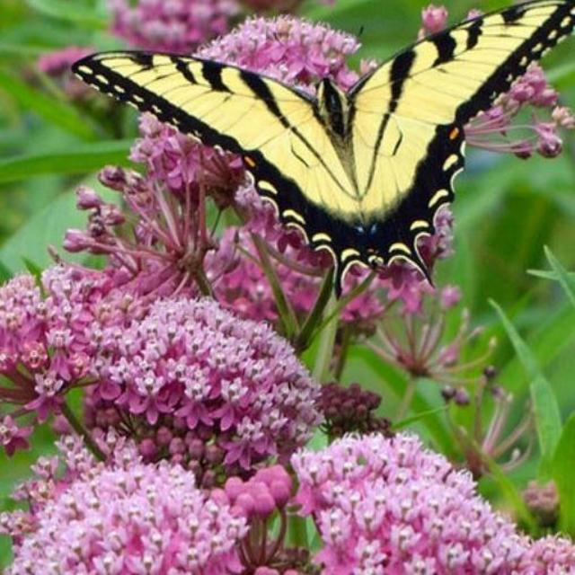 Support Local! White River Nursery Swamp Milkweed