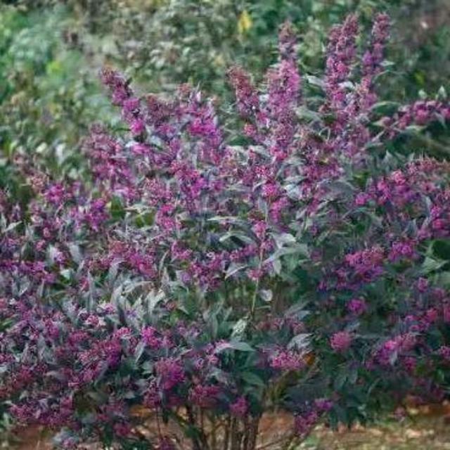 Support Local! White River Nursery Beautyberry Shrub