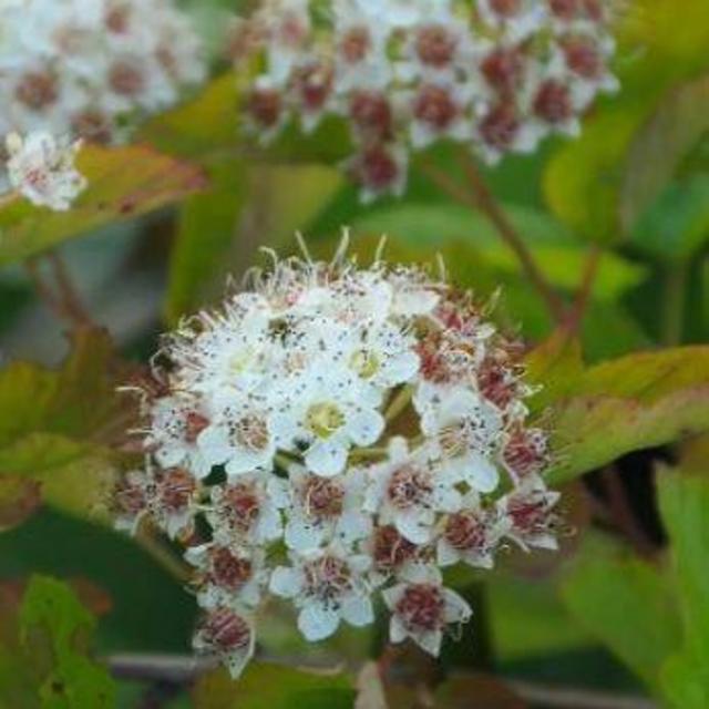 Support Local! White River Nursery Ninebark Shrub