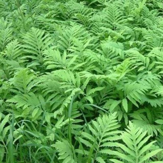 Support Local! White River Nursery Sensitve Fern