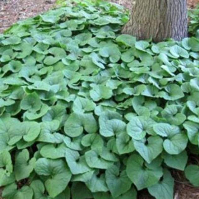 Support Local! White River Nursery Wild Ginger Groundcover