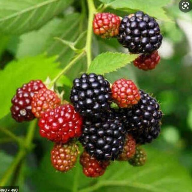 Support Local! White River Nursery Blackberry Shrubs