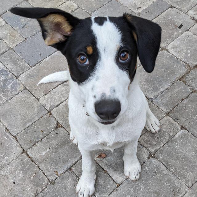 Shop Local! NWA School for Dogs for Hambone!