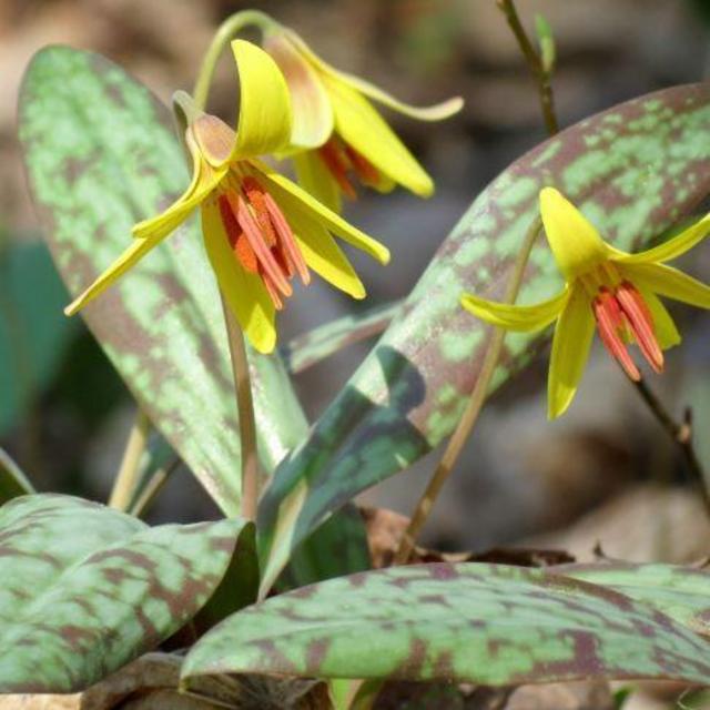 Native Plant for our Yard! Trout Lily