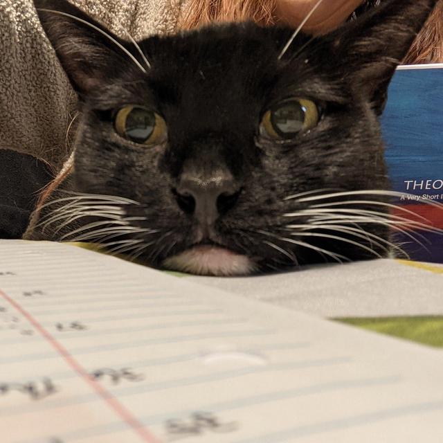 Help Maxine the cat learn to use the toilet!