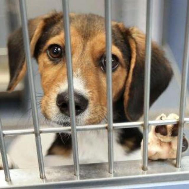 Animal Welfare Charity Fund