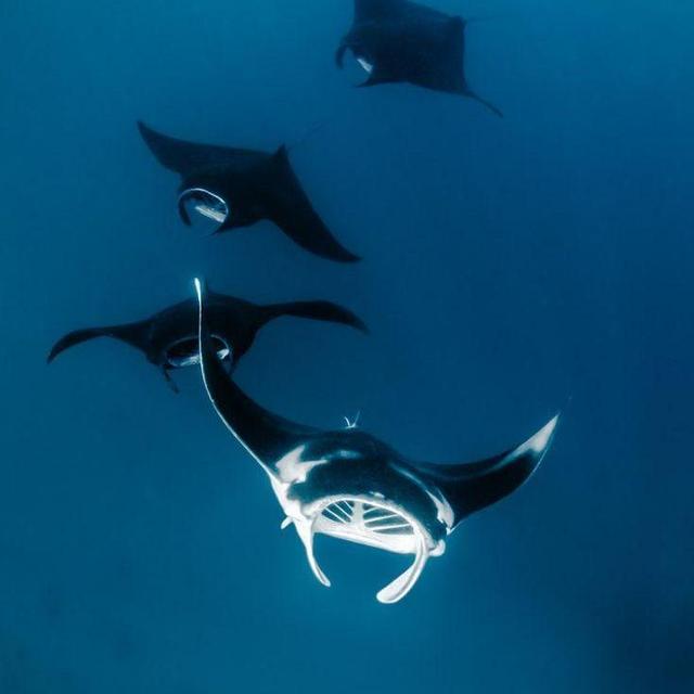 Manta Ray Snorkeling