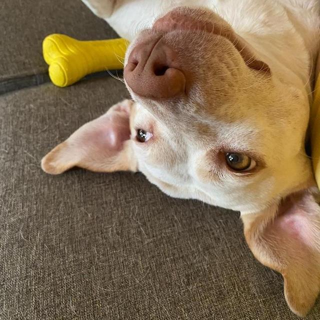 Spoil Citron the Dog