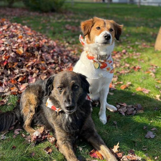 Dog Boarding for Honeymoon
