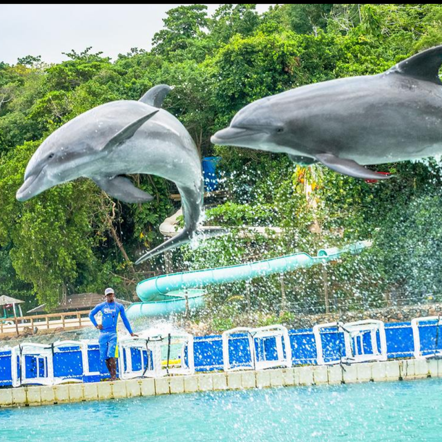 Ultimate Swim with the Dolphins & Dunn's River Falls Combo