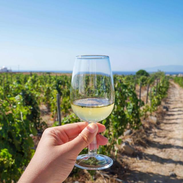 Domaine Siglas Wine Tasting
