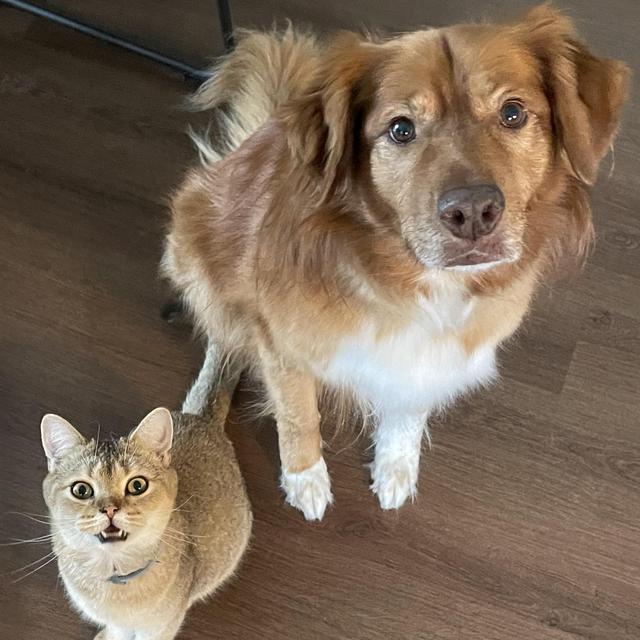 Sophie & Lazlo Pet Supplies