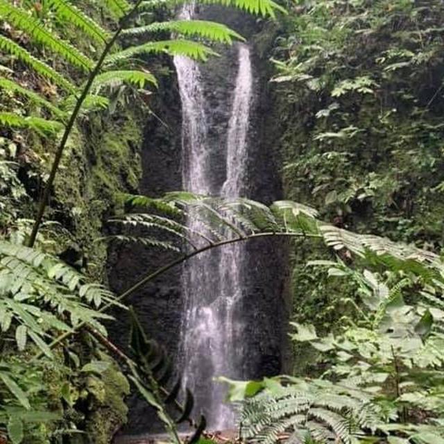 Hiking Excursion on Moorea to Afareaitu's Waterfalls