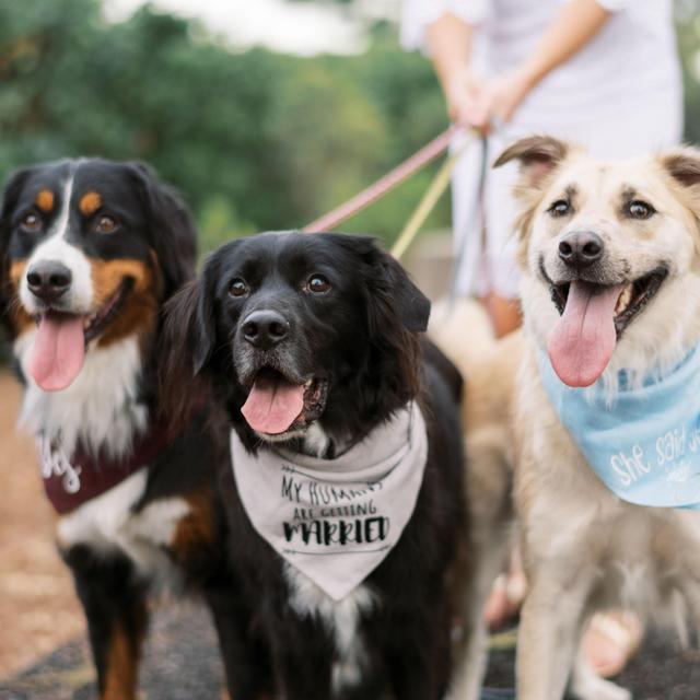 Dog Fund