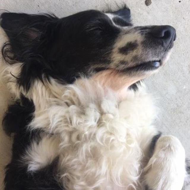 Pen Pals Animal Shelter