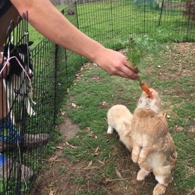Magic Happens Rabbit Rescue