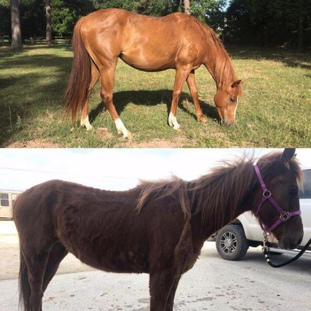 Freedom Reins Horse Rescue
