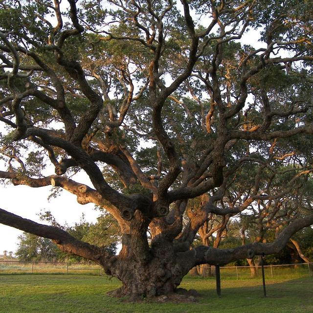 Big Tree for our Backyard (Hayden's Request!)