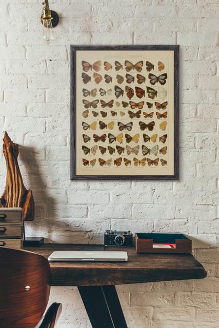 Antique 1800s Butterfly Science Chart Poster Art Print Illustration Scientific Chart Nature Wall Art Wall Decor Taxidermy