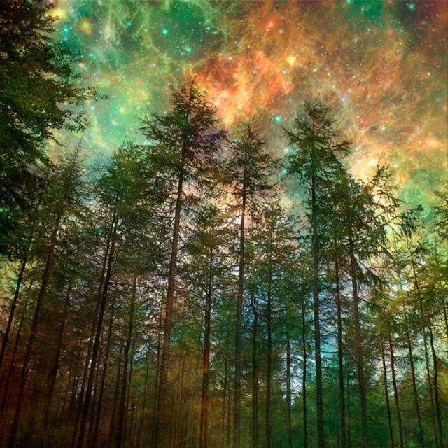 Nature Photography,Trees, Forest, Woodland, Starry Night Sky, Fine Art print, Home Decor.