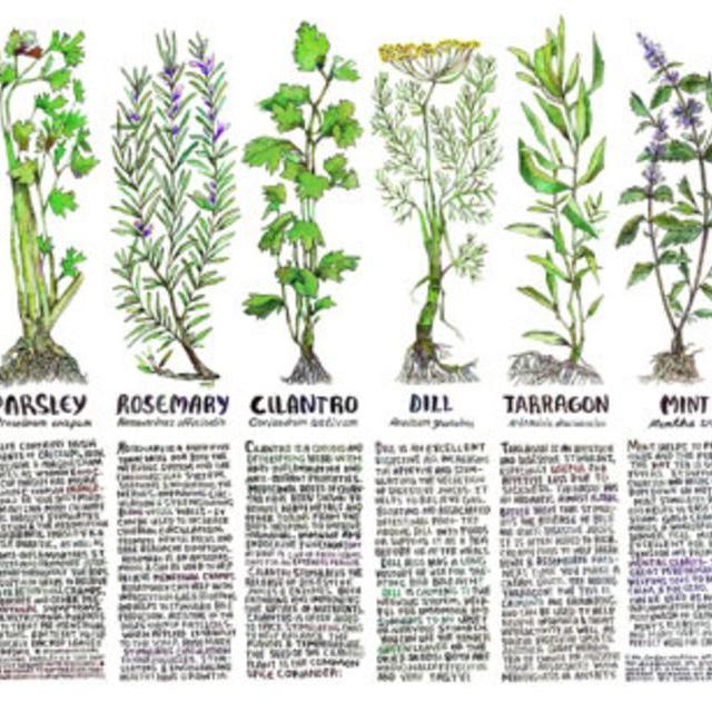 KITCHEN MEDICINE POSTER