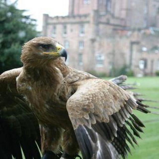 Falconry and Archery Experience at Dalhousie Castle