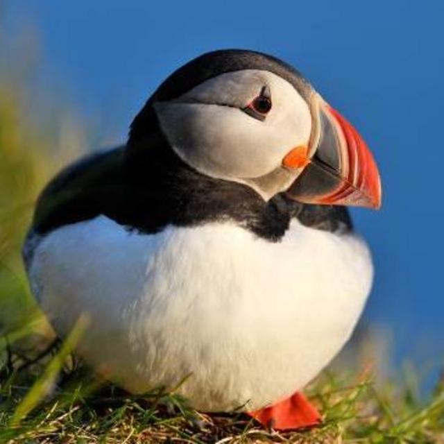 SkyeXplorer - Puffin and Seals