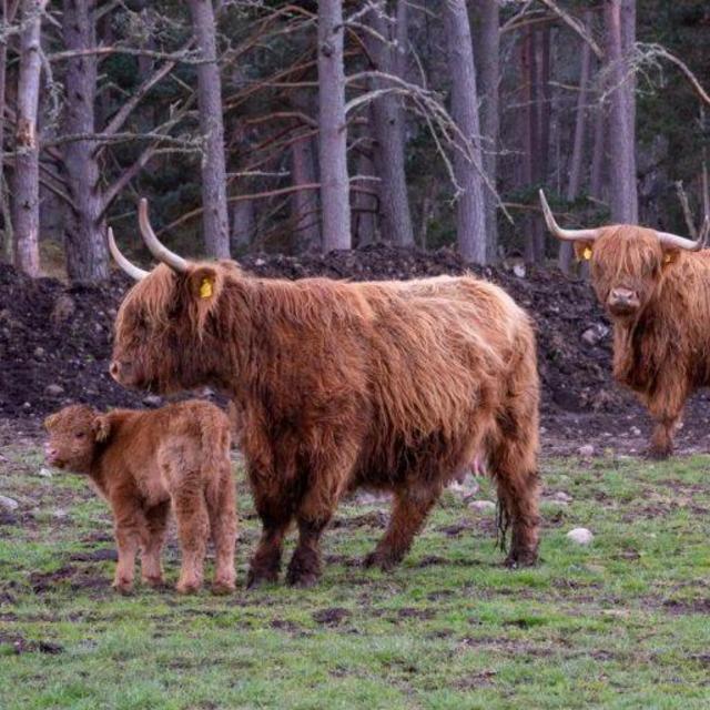 Hairy Coo Safari and Shopping at Rothiemurchus Farms