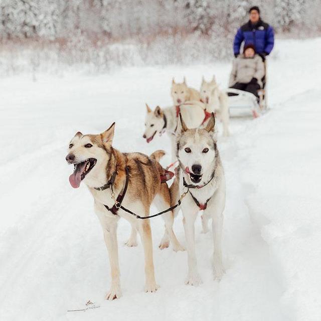Dog Sledding Excursion for Two