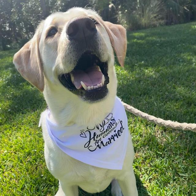 Puppy Fund