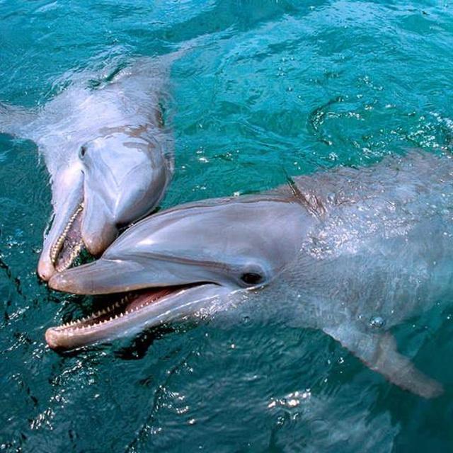 Swimming with Dolphins