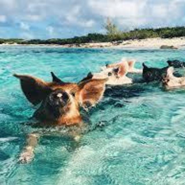 Swim with the pigs in Grand Exuma!