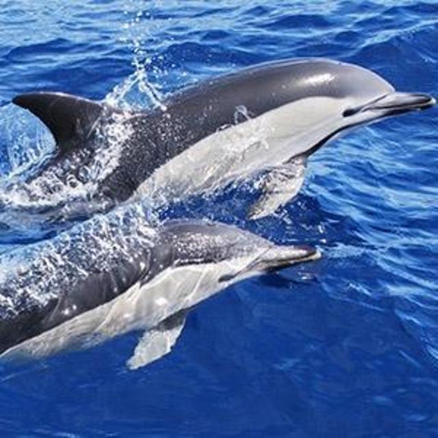 Swim with Dolphins (Honeymoon)