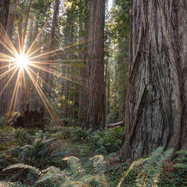 Camping in the Redwood’s