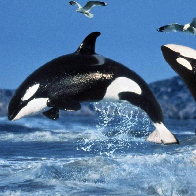 Whale Watching