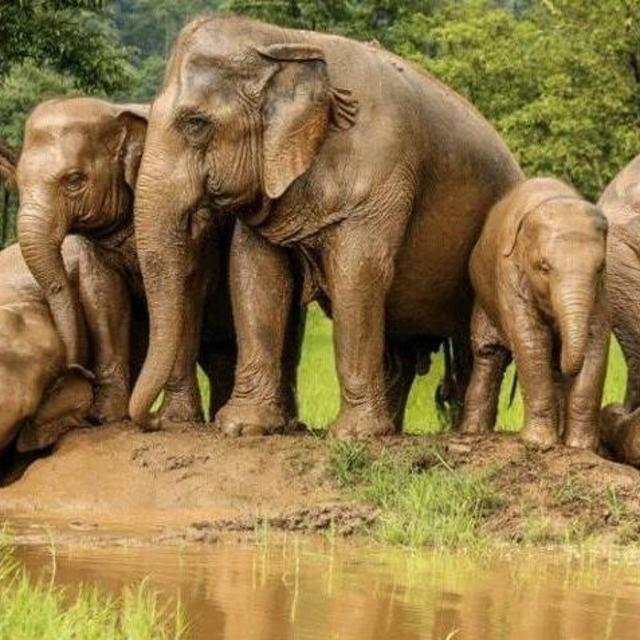 Elephant Sanctuary Visit in Thailand!