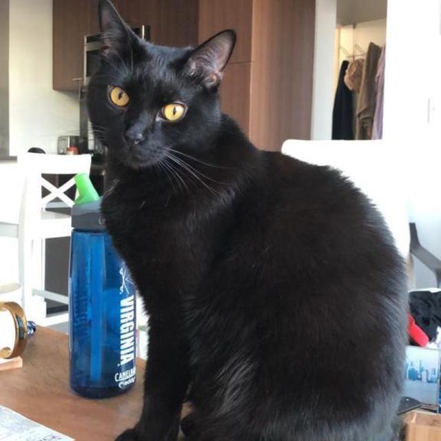 Take care of Barrow on our honeymoon!