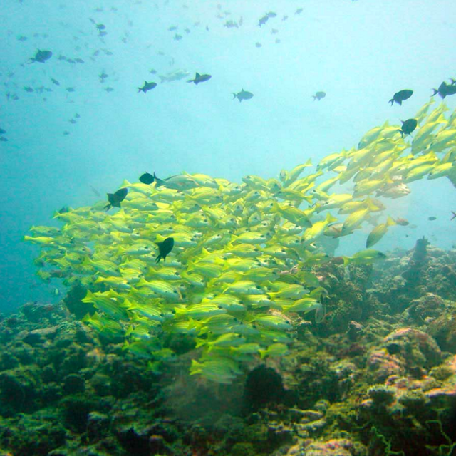 Scuba diving in the Mediterranean