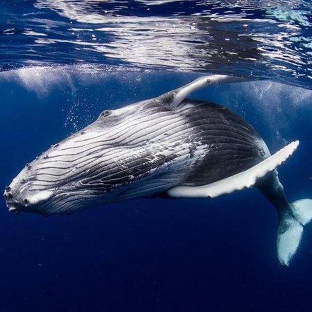 Whale Watching