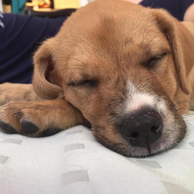 Charity Fund - Help Homeless Animals!