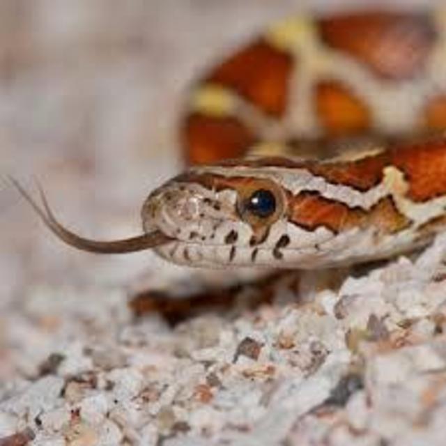 Pet Snake