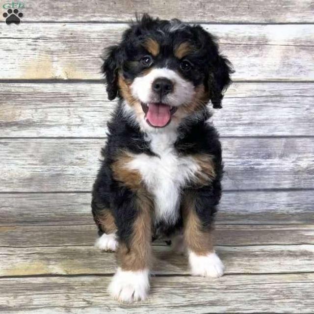 Puppy Fund