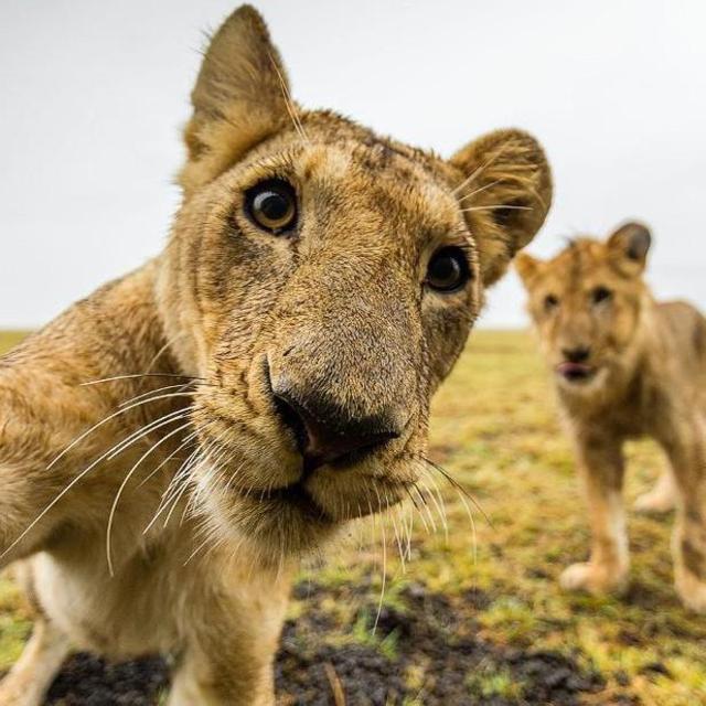 Safari in Tanzania (Dec. Honeymoon)