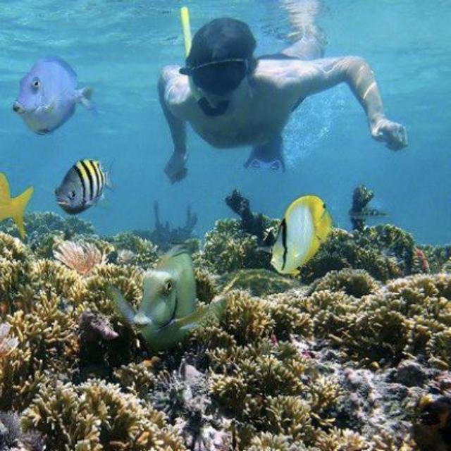 Snorkeling in Great Barrier Reef