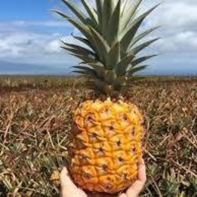 Pinnacle Farm Tour
