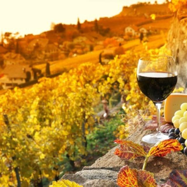 Wine Tastings and Vineyard Tours in Tuscany