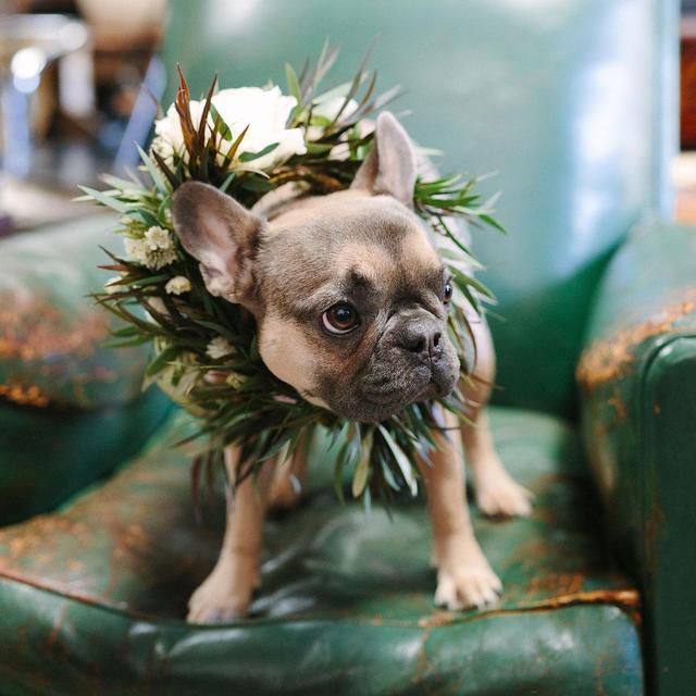 Our French Bulldog Fund (any amount)