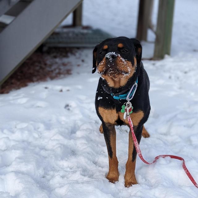 Future Rescue Dog Fund