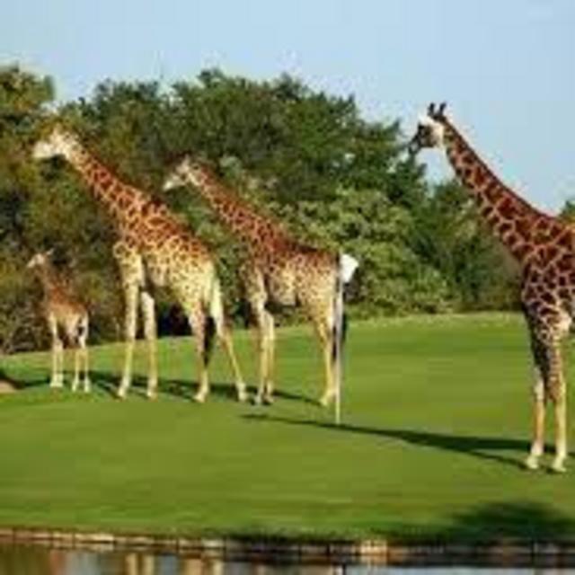 18 Holes at Leopard Creek Country Club